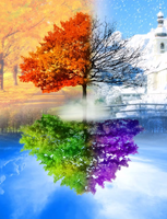 Без бренда «Четыре сезона одного дерева» в Новосибирске 