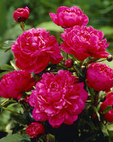 Без бренда «2KMB-4036» в Новосибирске 