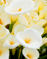 Без бренда «Белые каллы» в Новосибирске 