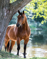 Без бренда «Лошадь у дерева» в Новосибирске 