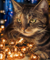 Без бренда «2KXSB-0678» в Новосибирске 