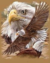 Без бренда «Коробка 20 шт: Орёл крупным планом» в Новосибирске 