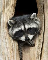 Без бренда «Енот в дупле» в Новосибирске 