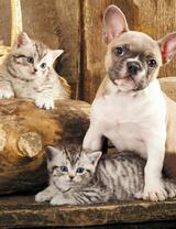 Без бренда «Милый щенок французского бульдога и два котёнка» в Новосибирске 