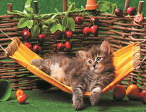 Котёнок на гамаке среди черешен