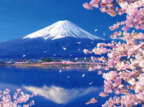 Цветущая сакура на фоне горы