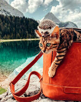 Котёнок и ёж у горного озера