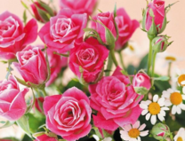 Без бренда «Букет розовых роз и ромашки» в Новосибирске 