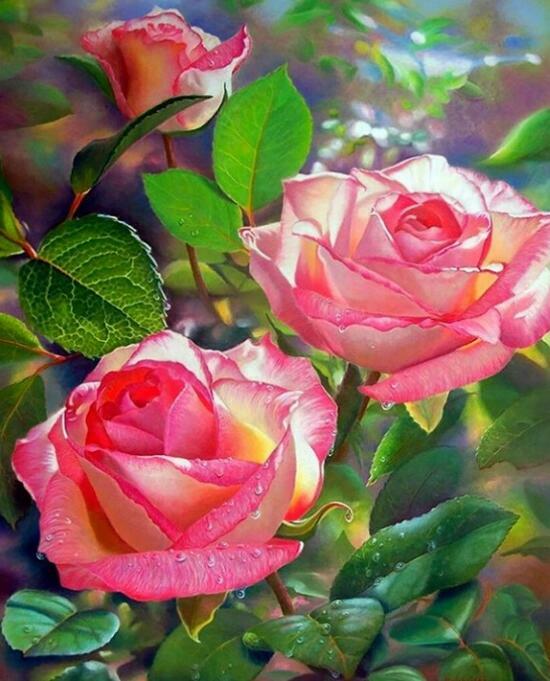 Картина по номерам 40x50 Садовые розы в утренней росе